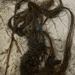 Remove Black Mould London