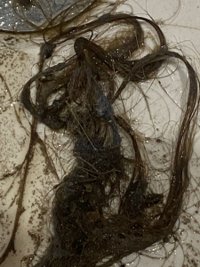 Remove Black Mould London