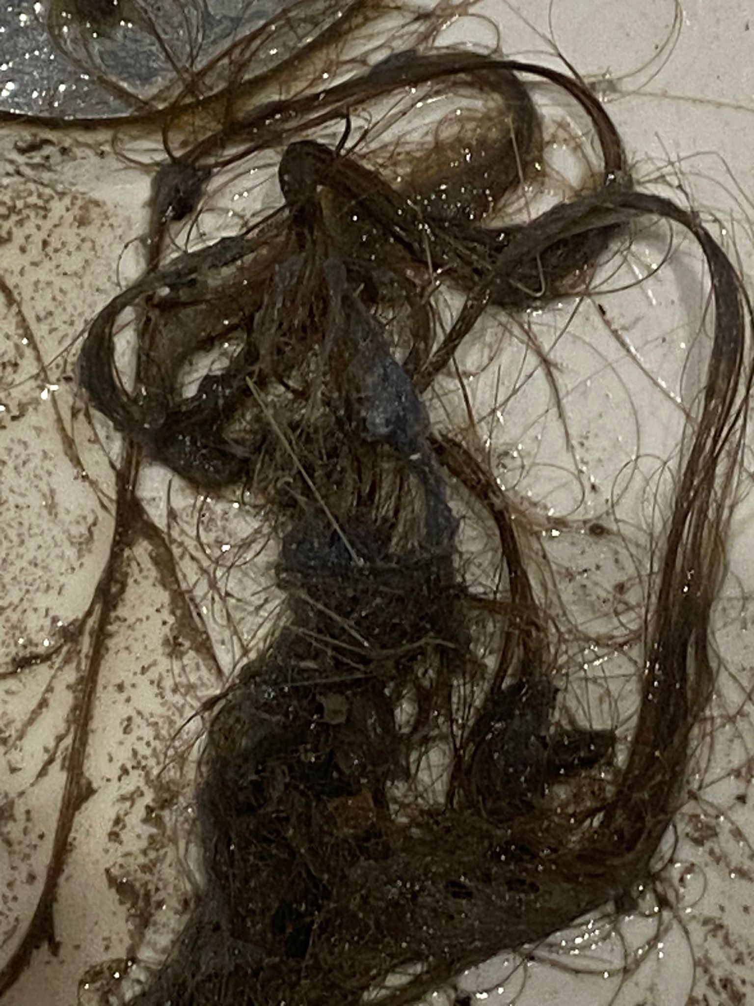 Remove Black Mould London