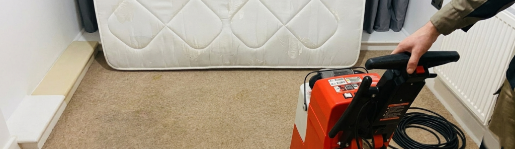 Best Way to Clean Carpet