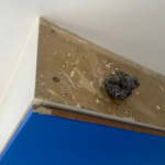 End of Tenancy Cleaning Checklist London